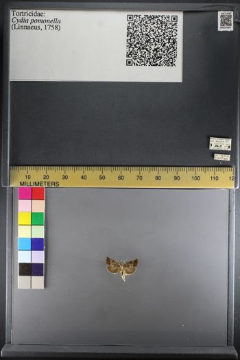 Media type: image;   Entomology 637064
